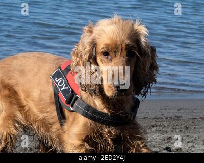 cocker spaniel julius k9