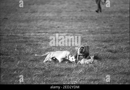 Waterloo Cup hare coursing February 28th 1989. This annual event was held near Altcar. Here two greyhounds, one wearing a red collar, the other a white collar, closely press the fleeing hare. This was long before the Hunting Act 2004 that banned this pastime on grounds of cruelty. Stock Photo