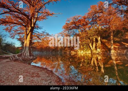 Bald cypress trees along the river, in fall foliage, Guadalupe River State Park near Bergheim, Texas, USA
