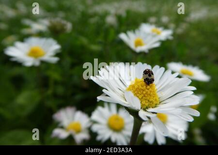 A closeup shot of a little bug sitting on a Chamomile flower in the meadow Stock Photo