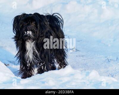 a black bolonka dog stands in the snow in winter and looks at the camera Stock Photo