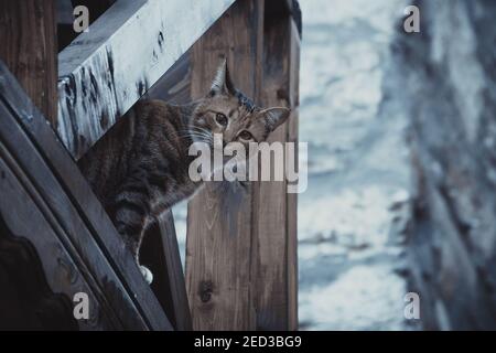 Street cat looking at the camera among the wooden pier Stock Photo