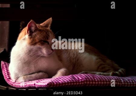 The cat lies on the cushion on the chair. Stock Photo