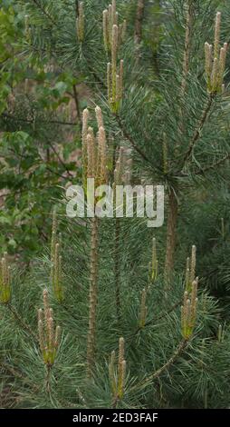 Pinus sylvestris, Scots pine Stock Photo