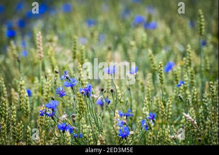 A close up of blue flowers in a not ripe wheat field in the setting sun Stock Photo