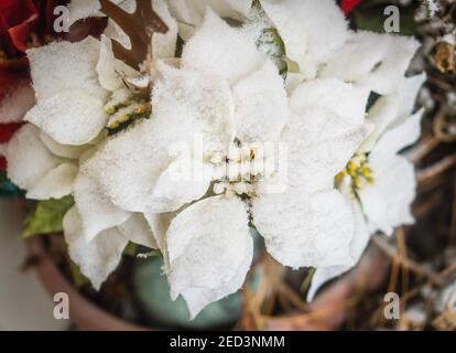 freshly fallen white snowflakes cover white poinsettia decoration at doorway Stock Photo