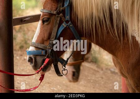 Tied brown haflinger horse with harness saddle. Stock Photo
