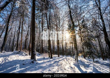 Sun rays coming through the snowy trees in a forest in winter Stock Photo