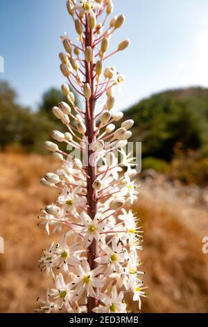 The Drimia Maritima, also called sea onion, (urginea maritima, rimia maritima, sea squill) Stock Photo