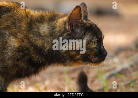 Side profile of a grey street cat in the spring garden. Stock Photo