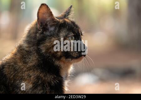 Side profile of a grey street cat in the spring garden. Stock Photo