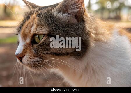 Side profilet of a street cat in the spring garden. Stock Photo