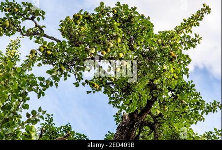 Crop of conference pears hanging down from a large old fruit tree as seen from below. England, UK Stock Photo