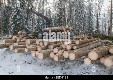 FORWARDER loads and carries tree trunk out from the felling Stock Photo