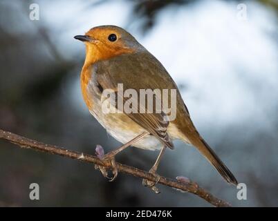 Robin redbreast, Erithacus Rubecula, European Robin or simply Robin, perched on a tree branch, England, UK Stock Photo