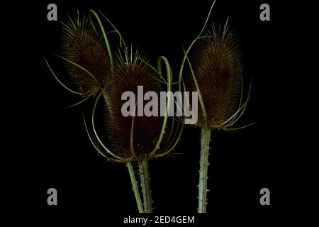 Flowers against a black background.  Wild teasel dry inflorescence (Dipsacus fullonum).