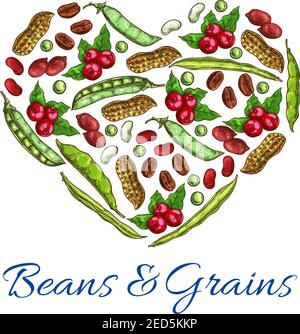 Heart of beans, grains. Vector symbol of nuts, coffee beans, peanuts in shell, beans and green peas, legume pods. Poster with plants seeds for vegetar Stock Vector