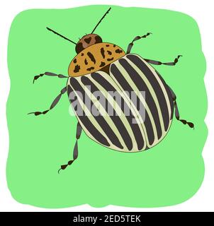 Colorado potato beetle on a green background. Potato pest. Color illustration Stock Vector