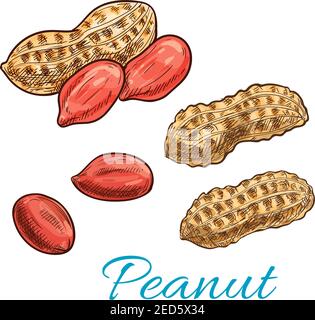 Peanut sketch of shelled nut kernel and fresh groundnut in shell. Snack food packaging, vegetarian nutrition, farm market design Stock Vector