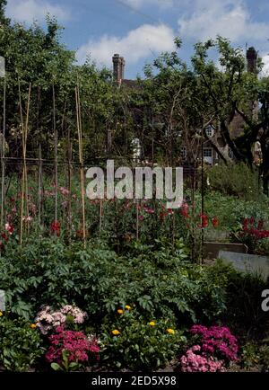 Pink sweet Williams growing beside potatoes in vegetable garden with sweetpeas growing up peasticks Stock Photo