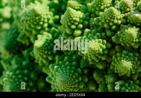 Closeup and selective focus on a Romanesco broccoli or Roman cauliflower. Texture detail of the  vegetable Brassica oleracea Stock Photo