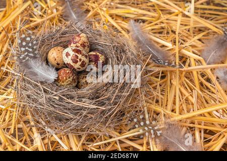 Quail eggs in a nest on yellow straw with feathers. Stock Photo