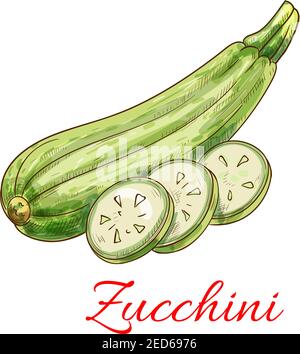 Zucchini vegetable. Veggies isolated squash. Vector sketch vegetable marrow Stock Vector
