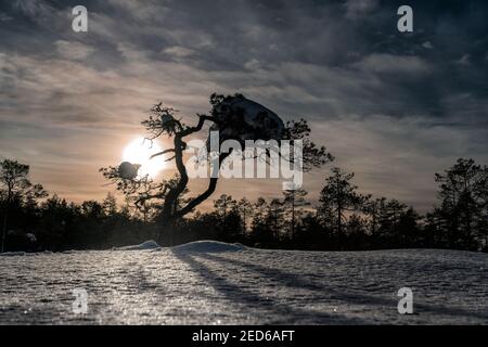 Scenic Sunset in pine tree with much snow frozen on the branches highlighted by low winter Sun, Lapland, Vasterbotten, Umea, Sweden Stock Photo