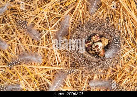 Quail eggs in a nest with feathers. Stock Photo