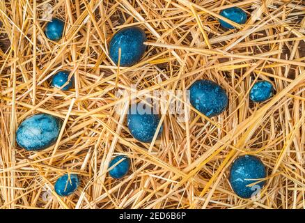 Background with blue eggs on yellow straw. The concept of Easter. Stock Photo