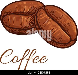 Coffee beans isolated sketch icon. Vector color elements of tasty roasted whole coffee bean for cafe, cafeteria, product emblem, decoration, package d Stock Vector