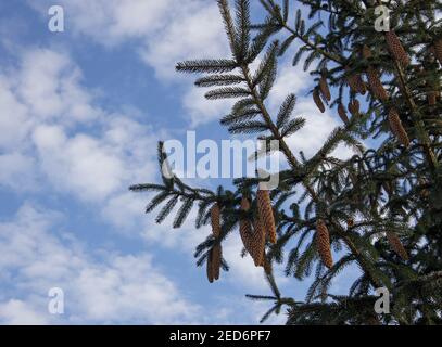 spruce branch with cones against a blue sky with white clouds Stock Photo