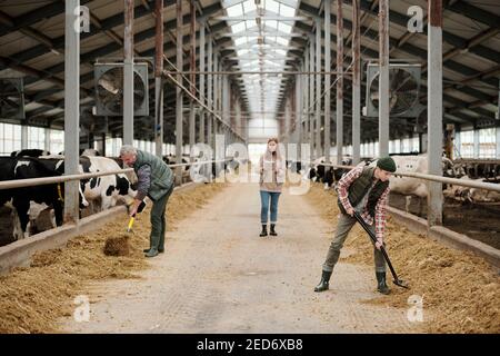Father and son in workwear putting cattle feed by large paddocks with livestock while young female walking along aisle and using tablet Stock Photo