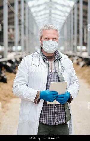 Mature grey-haired male veterinarian in whitecoat, protective gloves and mask using tablet while standing against aisle between paddocks Stock Photo
