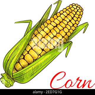 Corn vegetable sketch. Vector isolated corncob or corn ear with leaves. Vegetarian and vegan cuisine vegetable and agriculture ripe harvest. Sweet cor Stock Vector