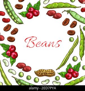 Beans and nuts poster. Vector fresh and roasted coffee beans, nutritious dried peanuts in shell, legume beans, green peas pods. Vegetarian and vegan v Stock Vector