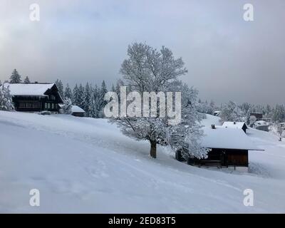 holiday house with snowy single tree, winter wonderland. The wooden huts are right on the freshly snow-covered ski slope. magic travel Bödele Dornbirn Stock Photo