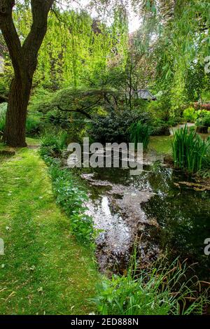 Pond and amazing plants next to ater in Japanese  garden  in Leverkusen, North Rhine-Westphalia Stock Photo