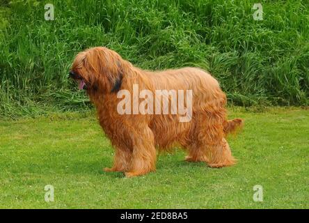 A closeup portrait of a hairy Briard brown dog outdoors in a park Stock Photo