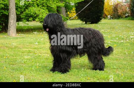 A portrait of a hairy Briard black dog with a leash in the meadow Stock Photo