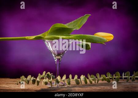 Still life of a closed yellow tulip placed on an empty martini glass on a brown barn wood table with a eucalyptus stem and a purple backdrop Stock Photo