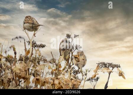 Portrait of three sparrows sitting on an overblown hydrangea branch. Against a colorful cloudy golden evening sky. Selective focus and blurry leaves Stock Photo