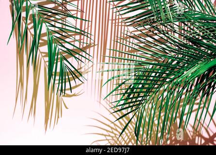 Palm leaves over pink background with the shadow Stock Photo