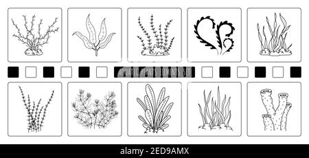 Abstract hand drawing of aquatic plants elements design of element set. Freestyle of drawing for icon and use background. Stock Vector