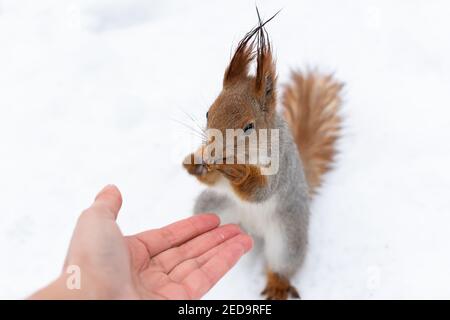 The squirrel eats a walnut from his hands. Winter bait for wild animals in the forest. The concept of kindness and humanity. Selective focus, close-up Stock Photo