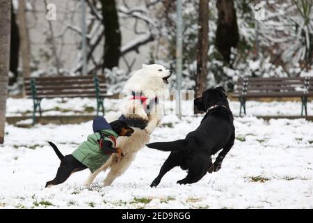 Tirana, Albania. 14th Feb, 2021. Dogs play on a snow-covered field at a park in Tirana, Albania, on Feb. 14, 2021. Credit: Gent Onuzi/Xinhua/Alamy Live News Stock Photo