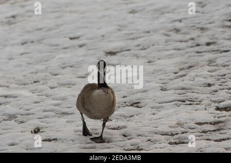 Canada Goose (Branta canadensis) walking on snow, Burke Lake Park, VA Stock Photo