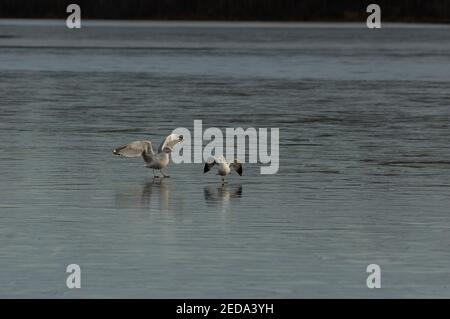 Ring-billed Gulls (Larus delawarensis) with outstretched wings on frozen lake, Burke Lake Park, VA Stock Photo