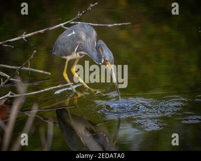 Tricolored heron fishing on a branch in water Stock Photo