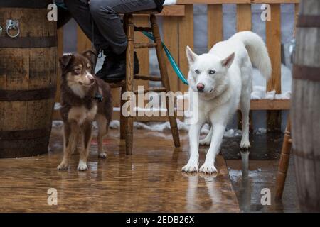 Seattle, Washington, USA. 14th February, 2021. Two dogs wait patiently as their owners celebrate Valentine’s Day open air at Talarico's Pizzeria in West Seattle as a winter storm continues. Credit: Paul Christian Gordon/Alamy Live News Stock Photo